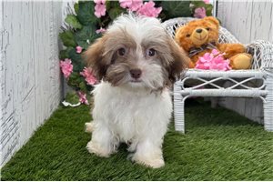 Frankie - Havanese for sale