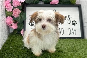 Opal - puppy for sale