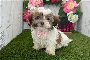 Frankie - Havanese for sale