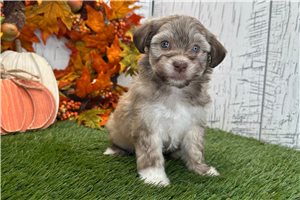 Allie - Havanese for sale