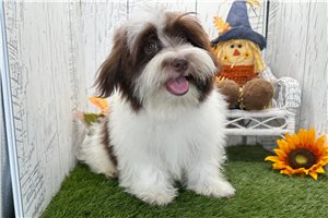 Bart - Havanese, placed in South Bend / Michiana