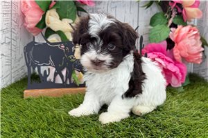 Jonathan - Havanese for sale
