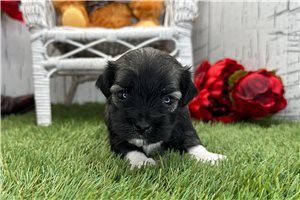 Sloane - puppy for sale