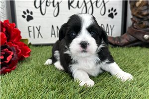 Luciana - puppy for sale