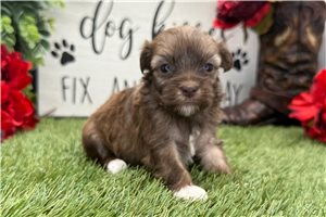 Marlena - Havanese for sale