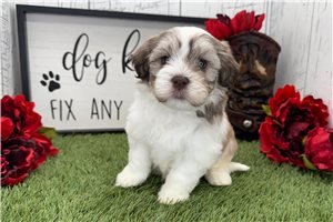 Kurt - Havanese for sale