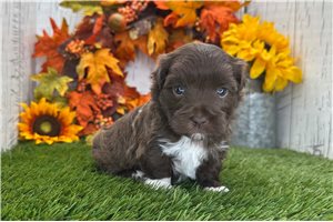 Alvin - puppy for sale