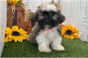 Sawyer - puppy for sale