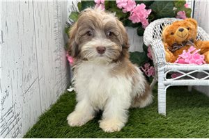 Forrest - Havanese for sale