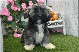 Sloane - Havanese for sale