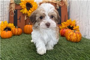 Ajax - puppy for sale