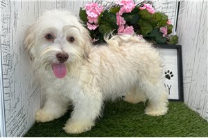Charles - Havanese for sale