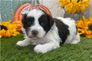 Sawyer - puppy for sale