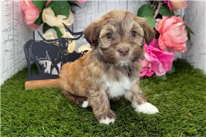Kiara - Havanese for sale
