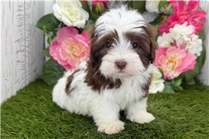 Gatlin - Havanese for sale