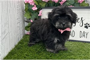 Mister - Havanese for sale