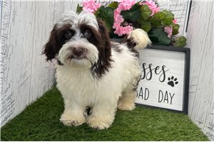 Caleb - Havanese for sale