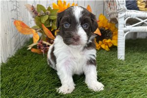Bugs - Havanese for sale