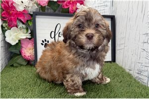 Nicholas - Havanese for sale