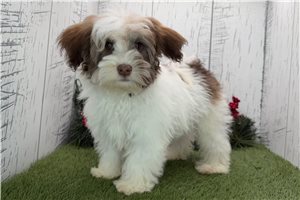 Ice - puppy for sale