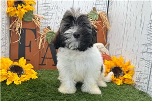 Veronica - Havanese for sale