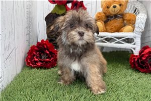 Charlotte - Havanese for sale