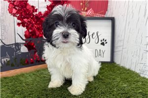 Lucy - Havanese for sale
