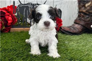Tina - Havanese for sale