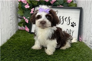 Barbie - Havanese for sale