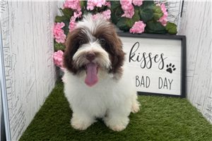 Penelope - Havanese for sale