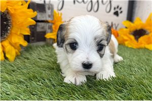 Saylor - puppy for sale