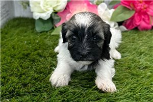 Sydney - puppy for sale
