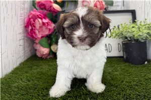 Elizabeth - puppy for sale