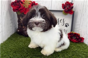 Samantha - Havanese for sale