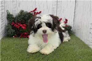 Ian - puppy for sale