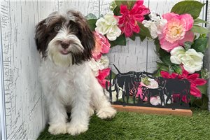 Nora - Havanese for sale