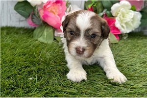 Abraham - puppy for sale