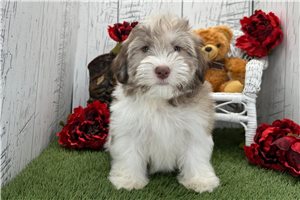 Cameron - Havanese for sale
