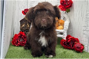 Gerardo - Havanese for sale
