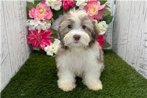 Kodiak - Havanese for sale