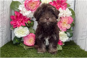 Titus - Havanese for sale