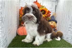 Delaney - Havanese for sale