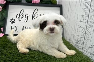 Cindy - Havanese for sale