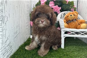 Cedar - puppy for sale