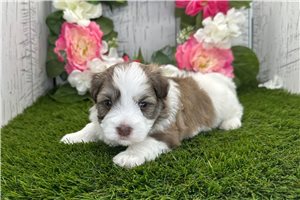 Kendall - Havanese for sale