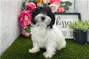 Lucy - puppy for sale