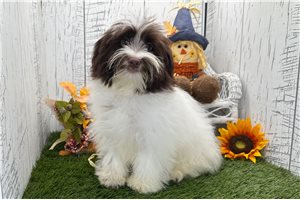 Pepper - puppy for sale