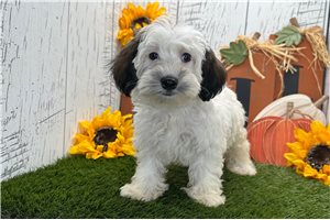 Vicky - Havanese for sale