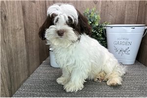 Fatima - puppy for sale
