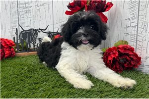 Norris - Havanese for sale